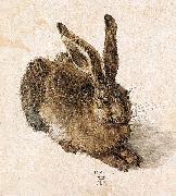 Albrecht Durer Young Hare china oil painting artist